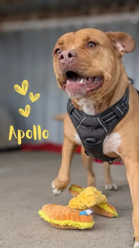 Apollo photo 4