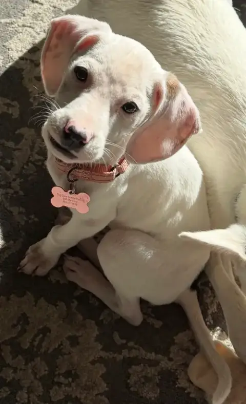 Nila
