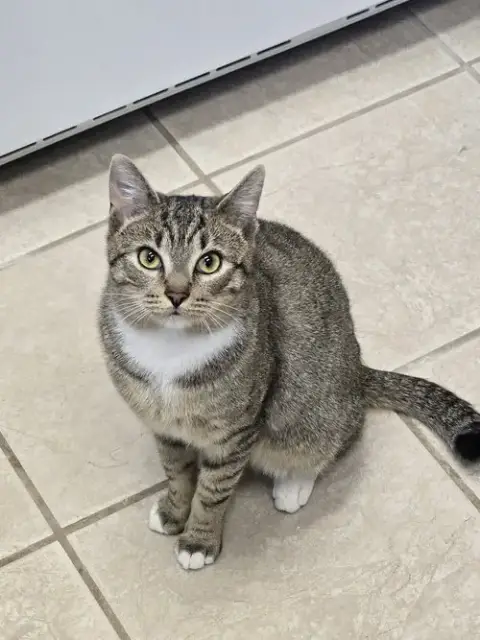 Kovu photo 2