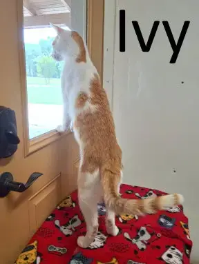 Mr. Ivy photo 3
