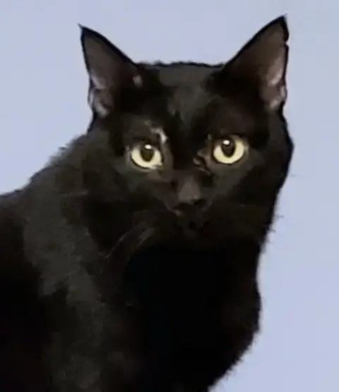 Blushy Panther photo 2