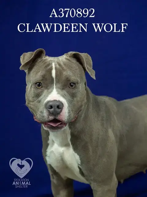 Clawdeen Wolf