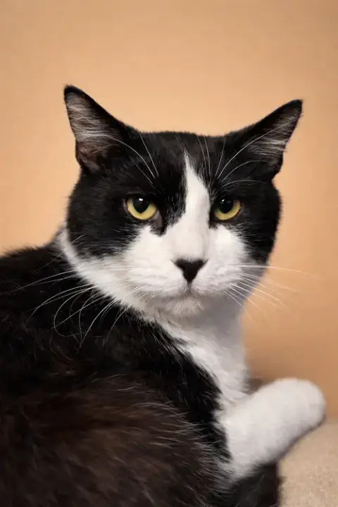 Meowser Napa