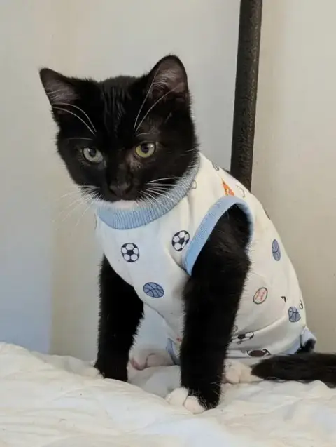 Louie photo 3