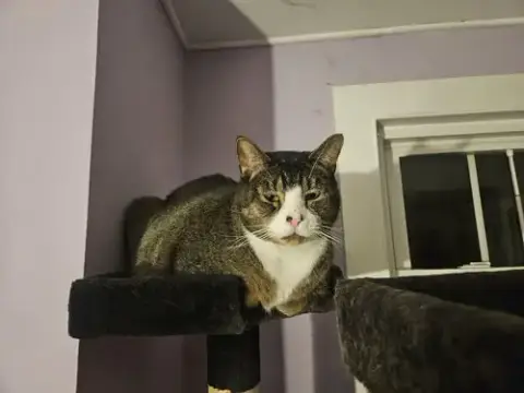 Bb Beau