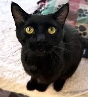 Levi