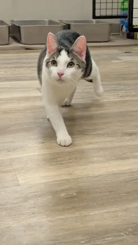 Louie