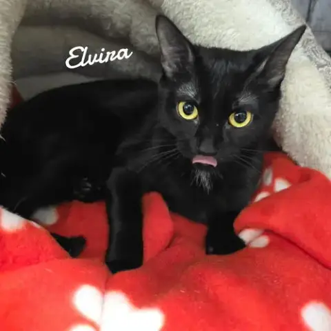 Elvira