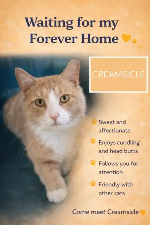 Creamsicle photo 2