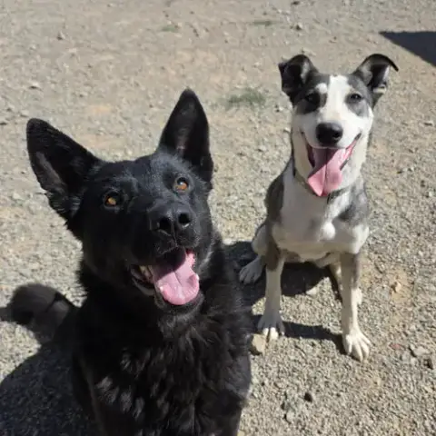 Dodger photo 4