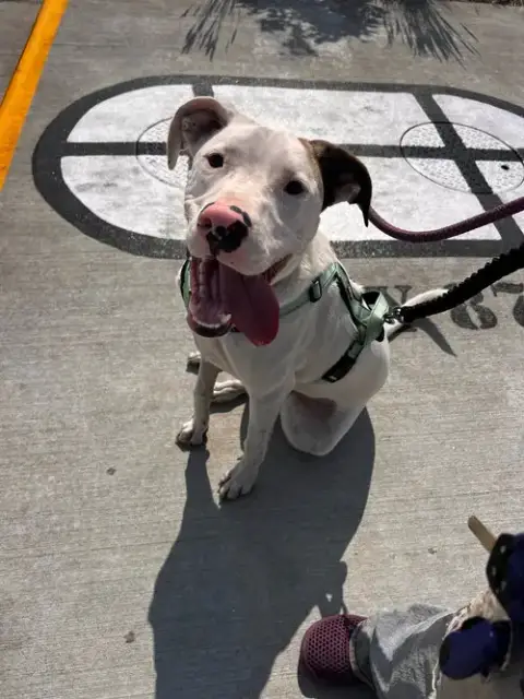 Frodo photo 2
