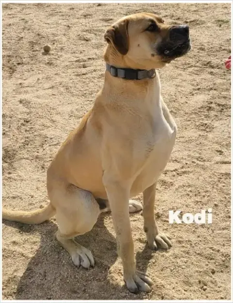 Kodi photo 2