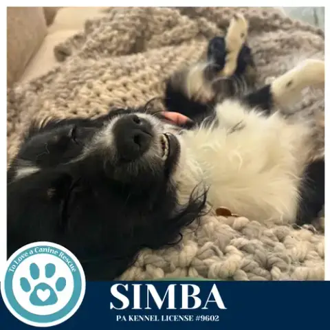Simba 020726 photo 4