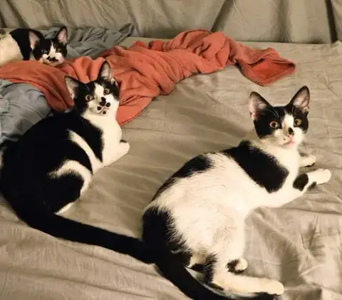 Kitten Geeky photo 4