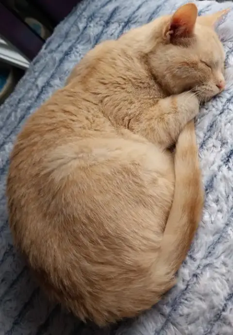 Navigator * In Foster *
