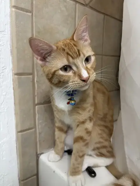 Peanut photo 4