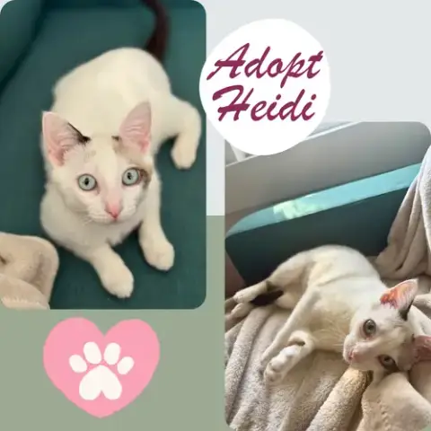 Heidi