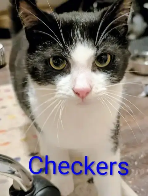 Checkers photo 3