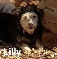 Lilly photo 5