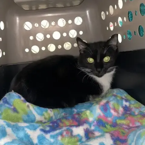 Delilah