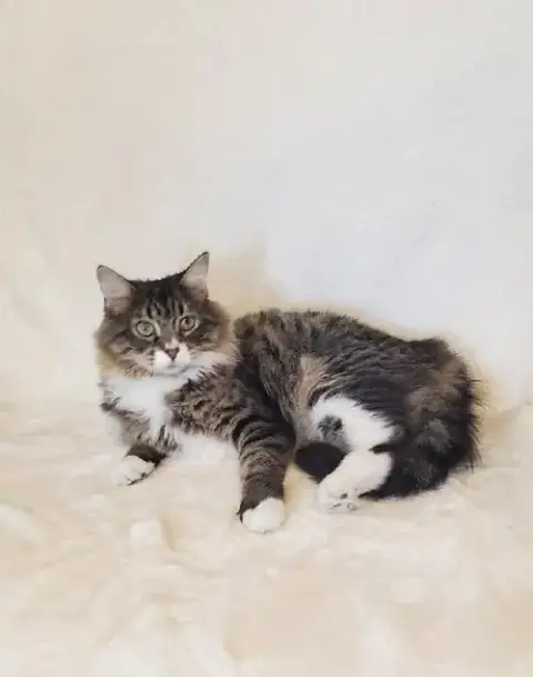 Mimi