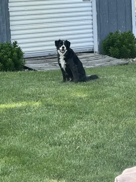Phoebe