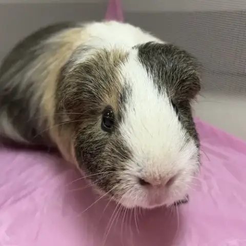 Greg