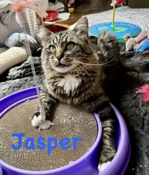 Jasper photo 3
