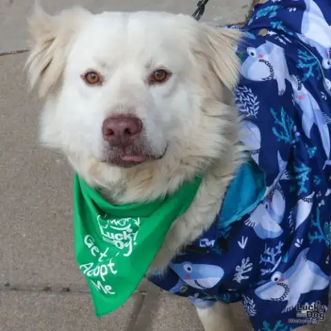 Oliver photo 2