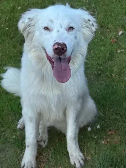 Bubba photo 2