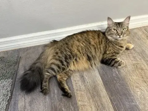 Squirrel