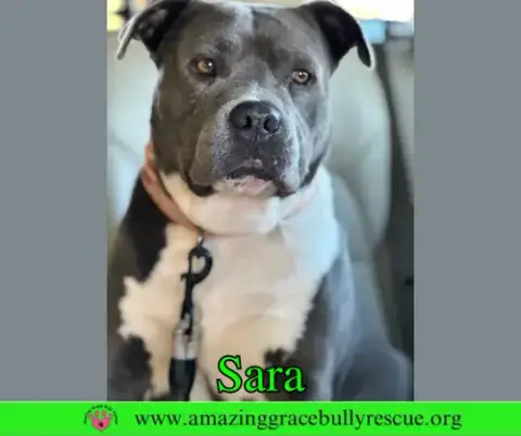Sara