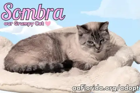 Sombra