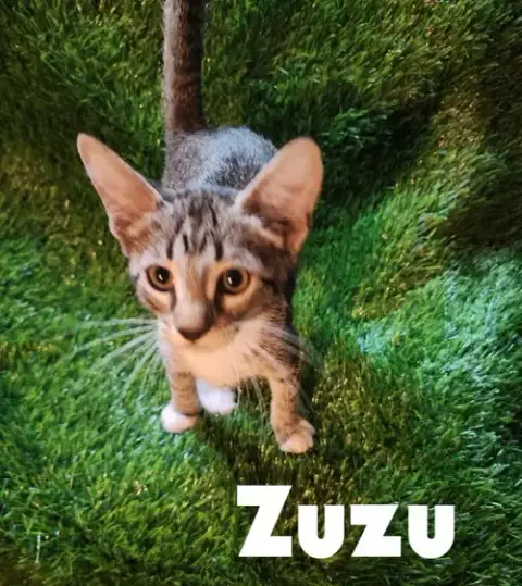 Zuzu photo 2
