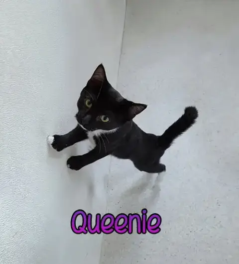 Queenie photo 4