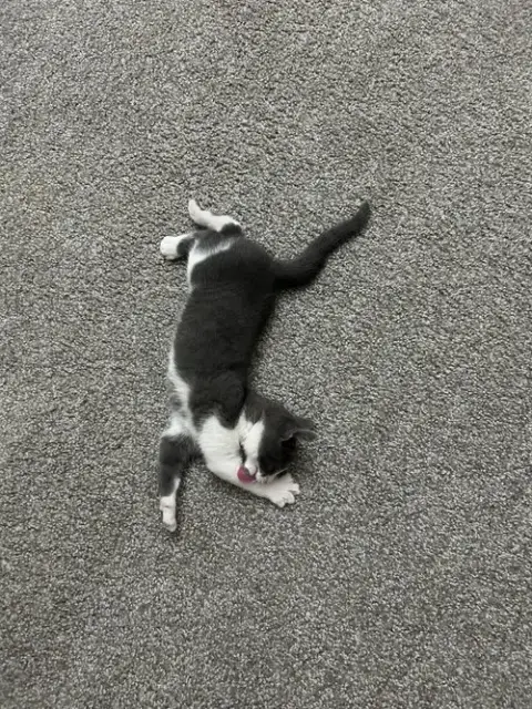 Piper photo 4