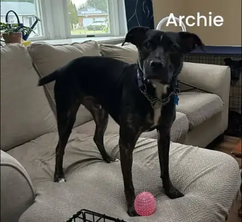 Archie photo 5