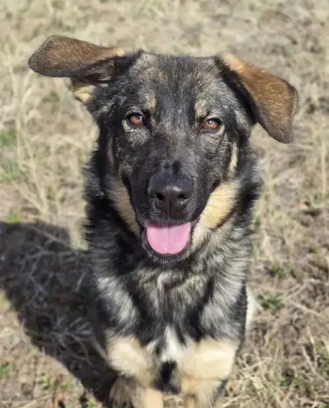 Asha