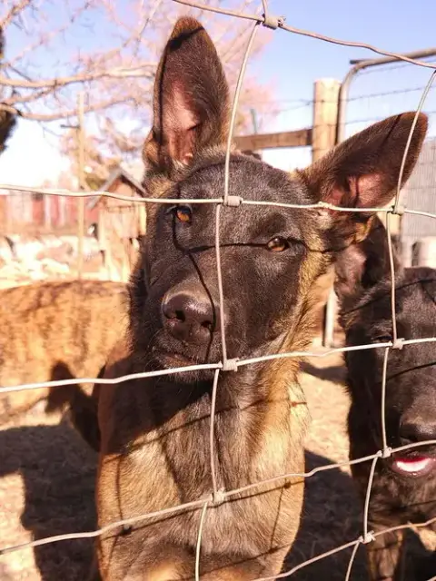 Bosque River Pups In Nm photo 2