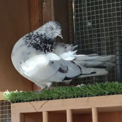 Speckie photo 3