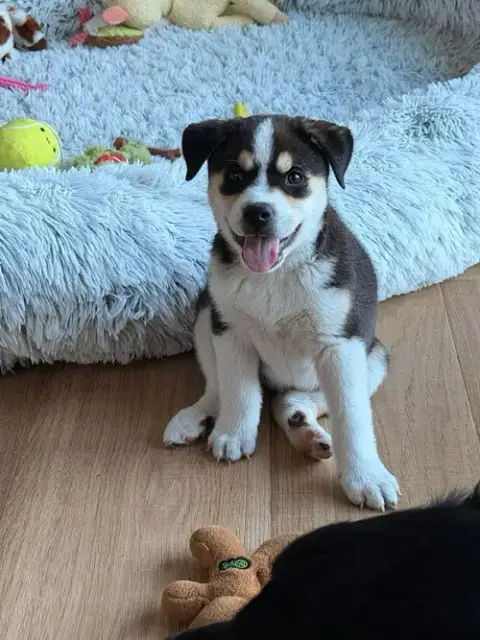 Banjo photo 4