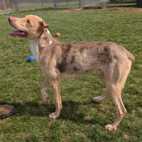 Pound Dog-Jerry #188265 Courtesy Listing photo 2