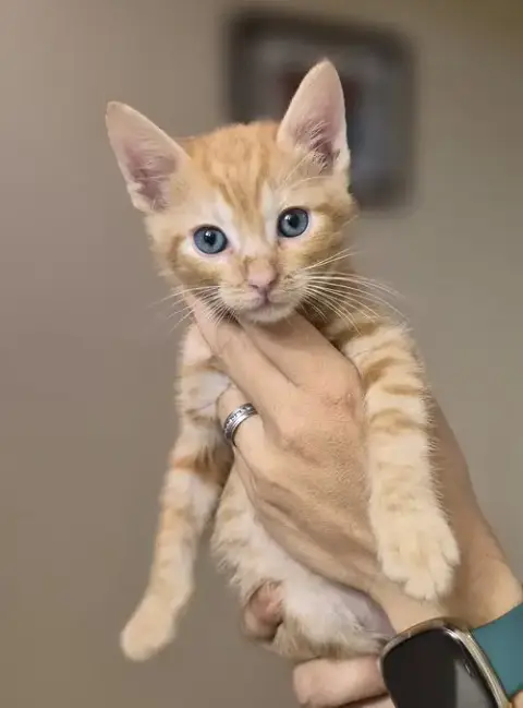 Vega