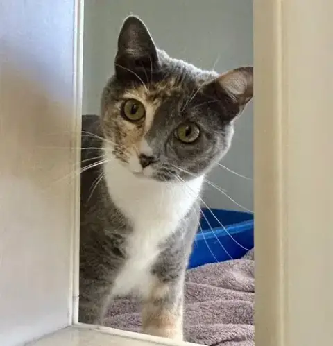 Kiki