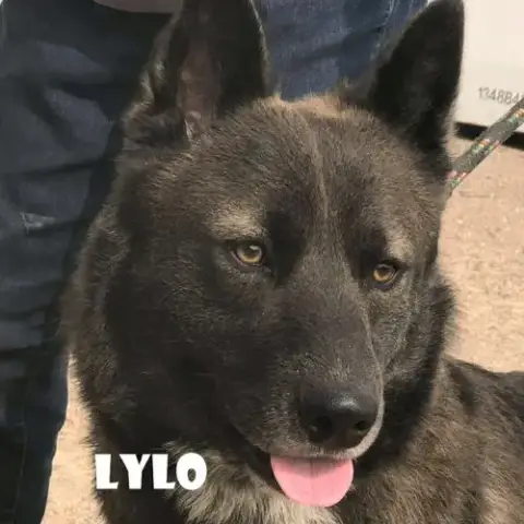 Lylo