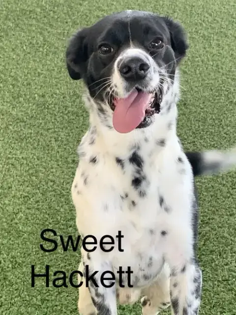 Hackett photo 2