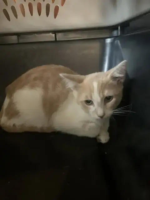 Loki