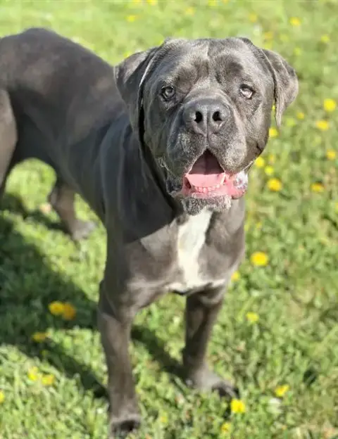 Toby