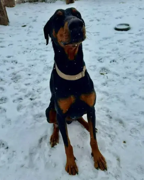Rambo photo 5