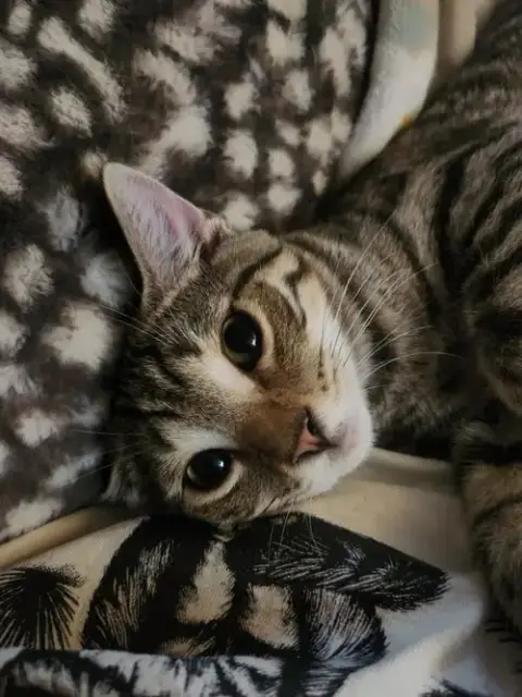 Nash
